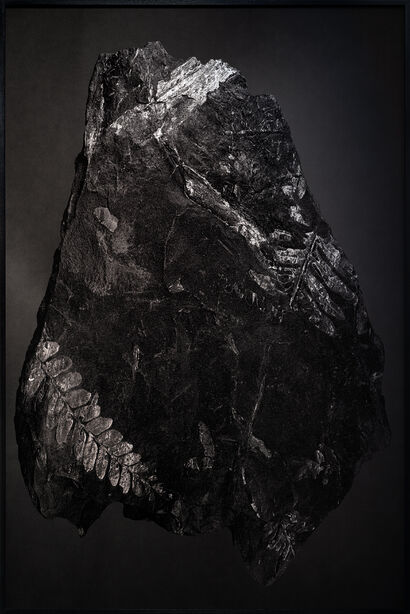 #6 A pure spirit grows beneath the bark of stones, Devonian Forests / Catskill Fossil Forests, Archaeopteris foliage, Upper Devonian, Catskill Delta Complex. Paleobotany Collection, New York State Museum, Albany NY. - a Photographic Art Artowrk by Amélie Labourdette